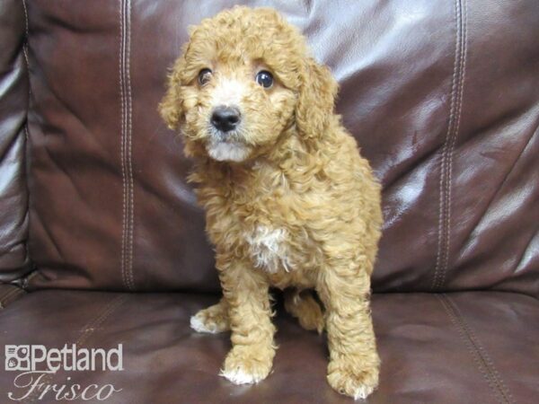 F2 MINI GOLDENDOODLE DOG Male Red 25802 Petland Frisco, Texas