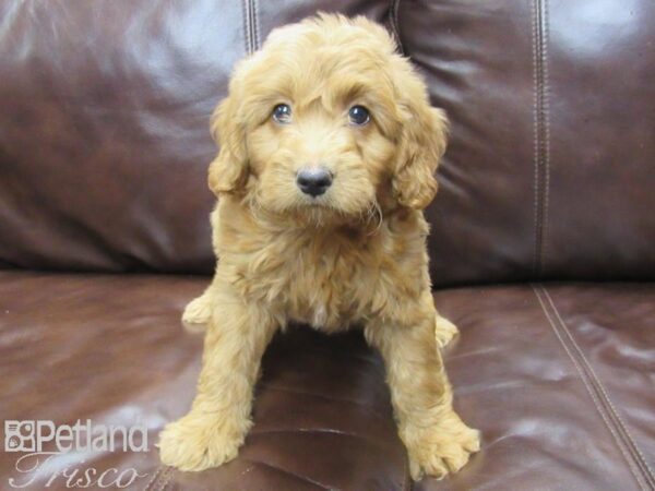 F2 MINI GOLDENDOODLE DOG Male Red 25803 Petland Frisco, Texas