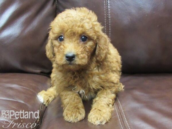 F2 MINI GOLDENDOODLE DOG Female Red 25804 Petland Frisco, Texas