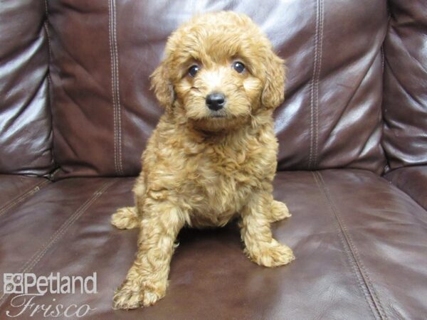 F2 MINI GOLDENDOODLE DOG Female Red 25805 Petland Frisco, Texas