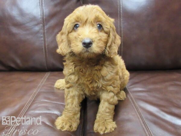 F2 MINI GOLDENDOODLE DOG Female Red 25806 Petland Frisco, Texas