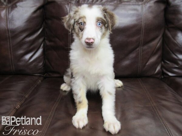 Mini Aussie DOG Male RED MERLE 25807 Petland Frisco, Texas