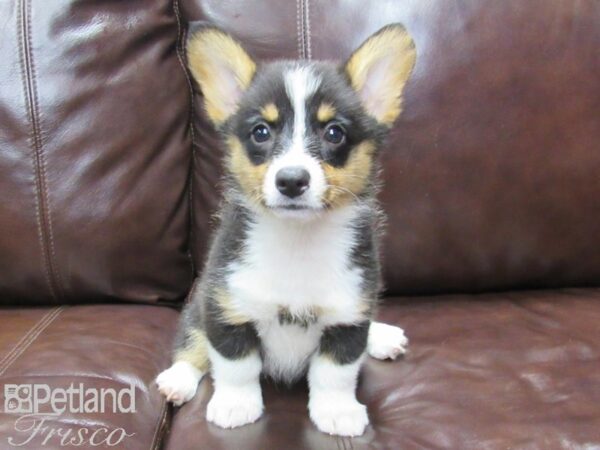 Pembroke Welsh Corgi DOG Female TRI 25809 Petland Frisco, Texas