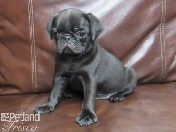 Pug-DOG-Male-black-25811-Petland Frisco, Texas