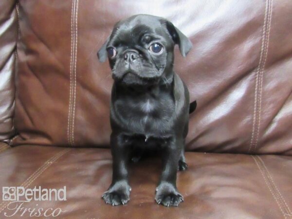 Pug-DOG-Male-black-25812-Petland Frisco, Texas