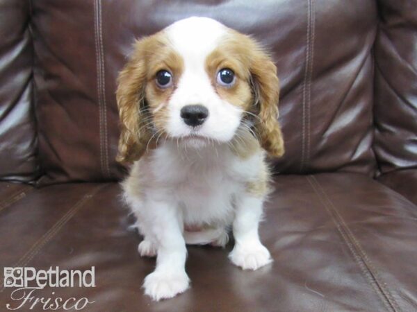 Cavalier King Charles Spaniel-DOG-Male-blienhiem-25814-Petland Frisco & Mckinney, Texas