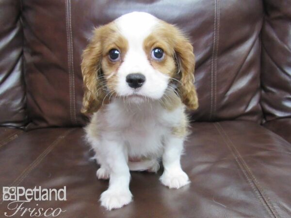 Cavalier King Charles Spaniel DOG Male blienhiem 25814 Petland Frisco, Texas