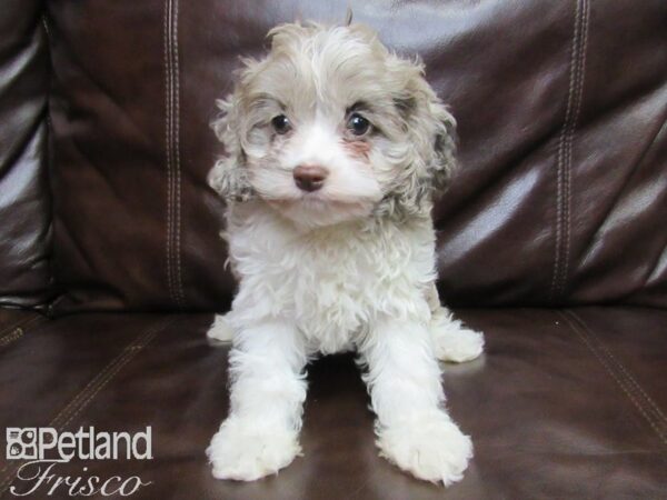 Cocka Poo DOG Female CHOC MERLE 25813 Petland Frisco, Texas