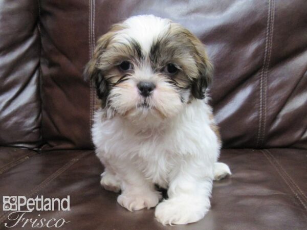 Shih Tzu-DOG-Male-Brown White-25815-Petland Frisco & Mckinney, Texas