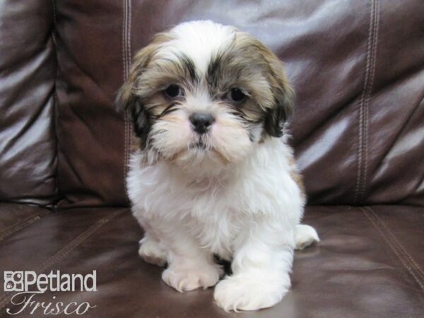 Shih Tzu DOG Male Brown White 25815 Petland Frisco, Texas