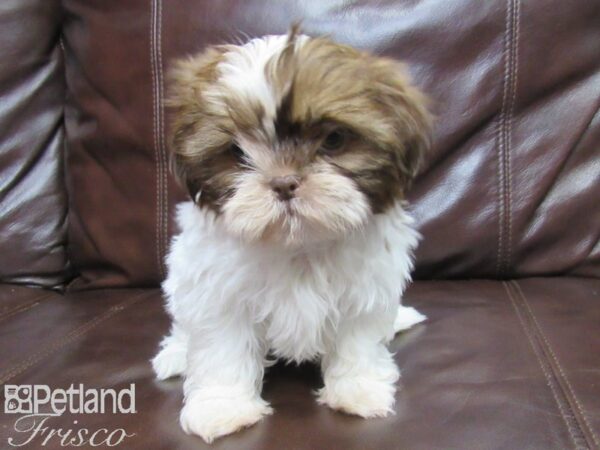 Shih Tzu-DOG-Female-Brown White-25816-Petland Frisco & Mckinney, Texas