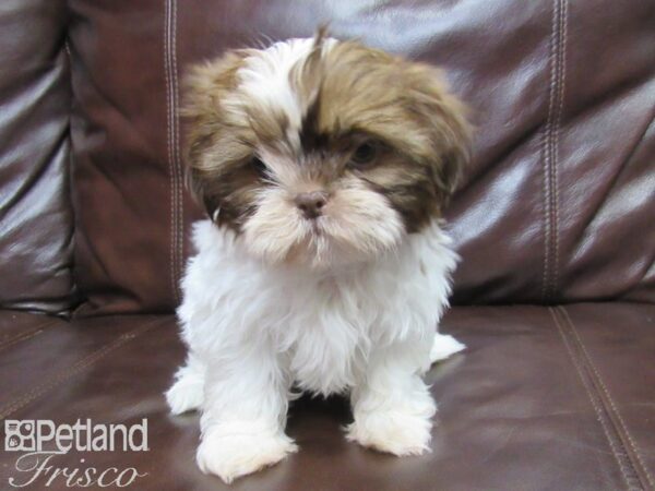 Shih Tzu DOG Female Brown White 25816 Petland Frisco, Texas