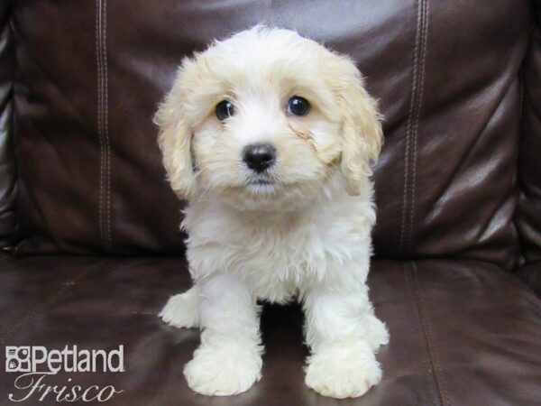 Cava Chon-DOG-Male-BLENHEIM-25817-Petland Frisco & Mckinney, Texas