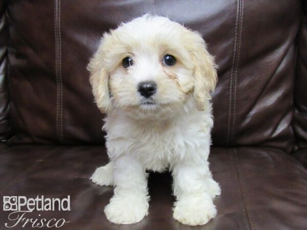 Cava Chon DOG Male BLENHEIM 25817 Petland Frisco, Texas