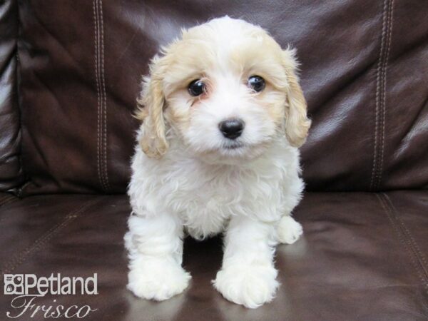 Cava Chon-DOG-Male-BLENHEIM-25818-Petland Frisco & Mckinney, Texas