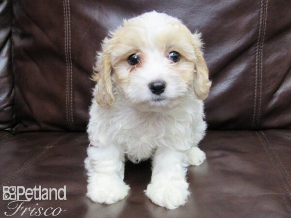 Cava Chon-DOG-Male-BLENHEIM-25818-Petland Frisco, Texas