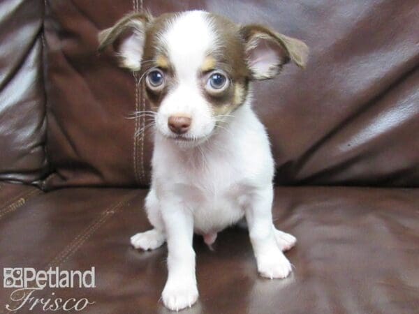 Chihuahua DOG Male choc wh 25819 Petland Frisco, Texas