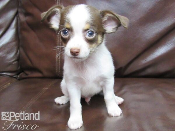 Chihuahua-DOG-Male-choc wh-25819-Petland Frisco & Mckinney, Texas