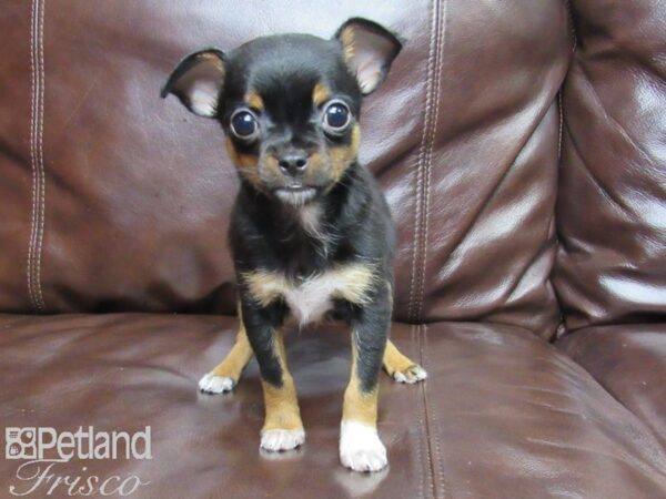 Chihuahua-DOG-Male-blk tan-25821-Petland Frisco & Mckinney, Texas
