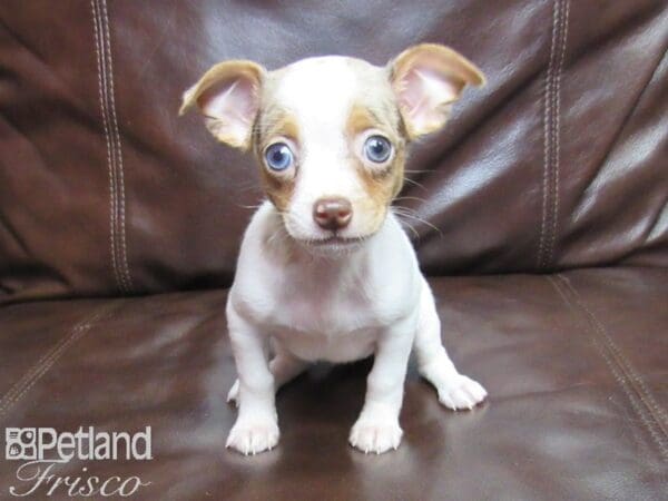 Chihuahua-DOG-Female-CHOC MERLE-25820-Petland Frisco, Texas