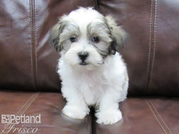 Teddy DOG Male BROWN WHITE 25822 Petland Frisco, Texas