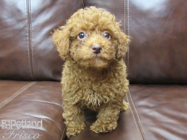 Miniature Poodle-DOG-Male-Red-25823-Petland Frisco & Mckinney, Texas
