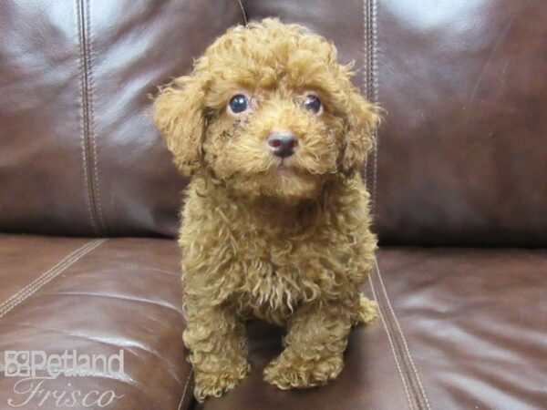 Miniature Poodle DOG Male Red 25823 Petland Frisco, Texas