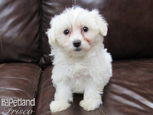 Maltichon DOG Female White 25824 Petland Frisco, Texas