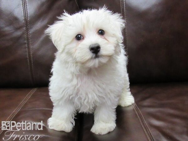 Maltichon DOG Male White 25825 Petland Frisco, Texas