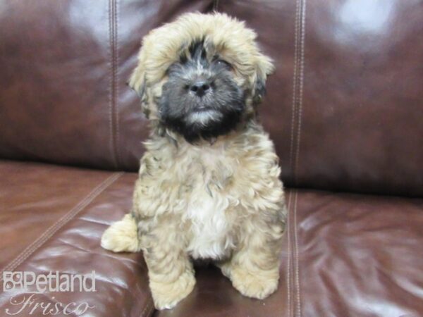 Shih Poo DOG Male Brown 25826 Petland Frisco, Texas