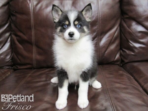 Pomsky DOG Male Blk Tri 25767 Petland Frisco, Texas