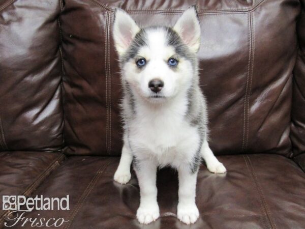 Pomsky DOG Female Blk & Wht 25768 Petland Frisco, Texas