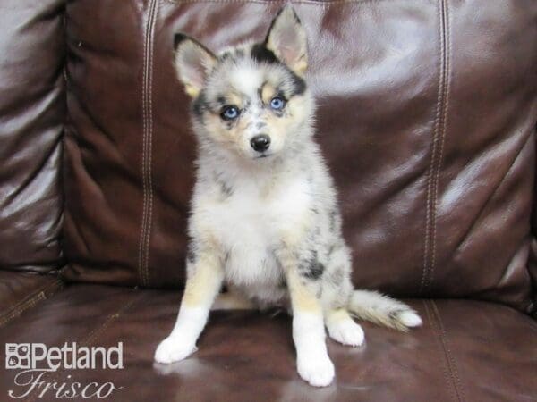 Pomsky-DOG-Female-Blue Merle-25769-Petland Frisco, Texas