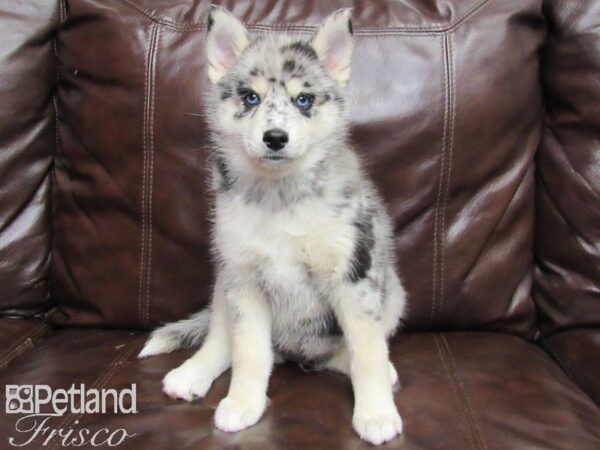 Pomsky DOG Female Blue Merle 25770 Petland Frisco, Texas