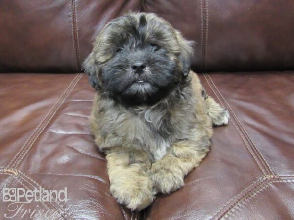 Shih Poo DOG Male Brown 25827 Petland Frisco, Texas