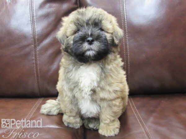 Shih Poo DOG Male Brown 25828 Petland Frisco, Texas