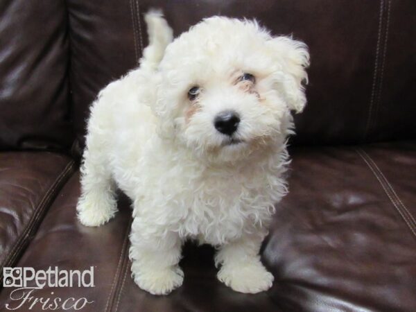 Bichonpoo DOG Male Cream 25829 Petland Frisco, Texas