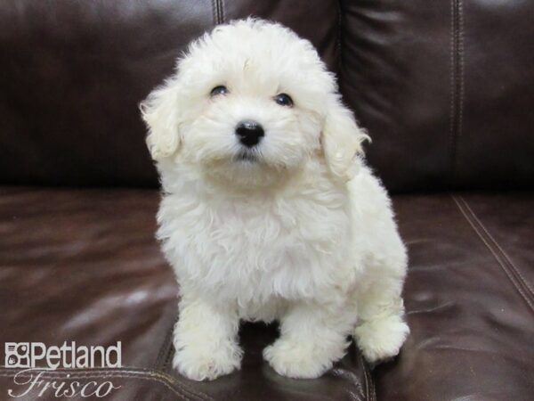 Bichonpoo DOG Female Cream 25830 Petland Frisco, Texas