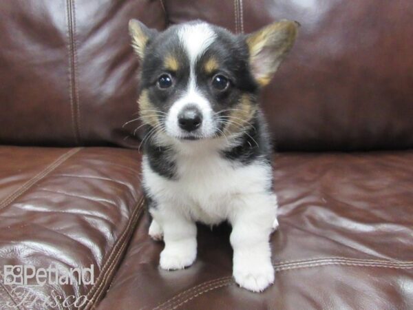 Auggie-DOG-Male-Tri-25831-Petland Frisco & Mckinney, Texas