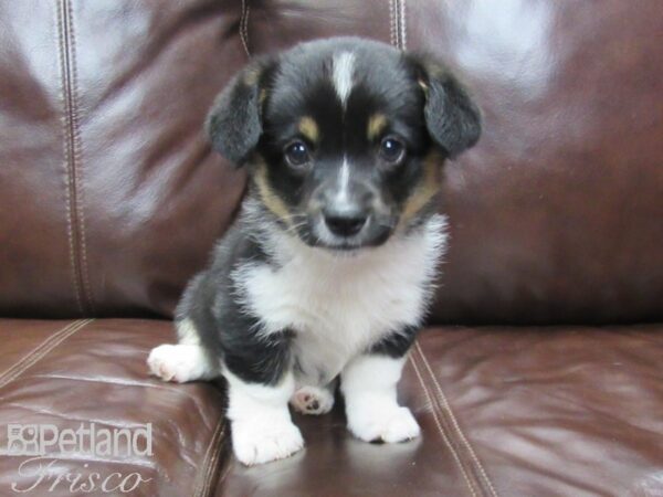 Auggie-DOG-Female-Tri-25832-Petland Frisco, Texas