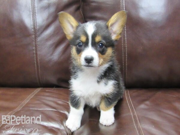 Auggie-DOG-Female-Tri-25834-Petland Frisco & Mckinney, Texas