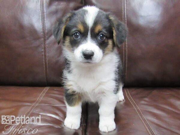 Auggie-DOG-Female-Tri-25835-Petland Frisco & Mckinney, Texas