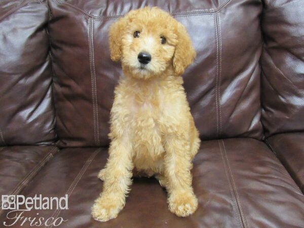 Standard Poodle DOG Male Cream 25836 Petland Frisco, Texas