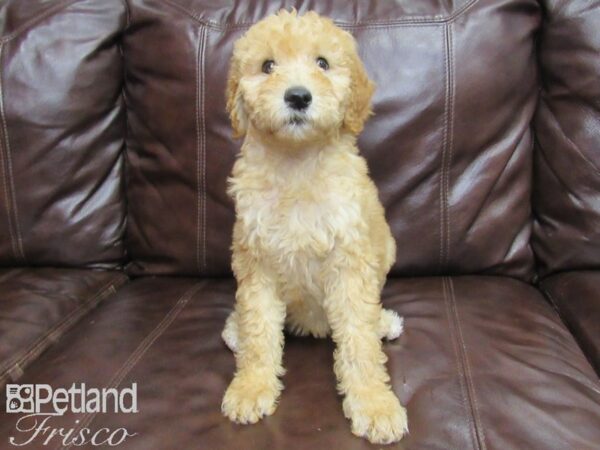 Standard Poodle DOG Female Cream 25837 Petland Frisco, Texas