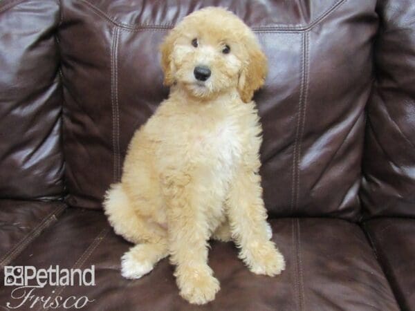 Standard Poodle-DOG-Female-Cream-25838-Petland Frisco, Texas