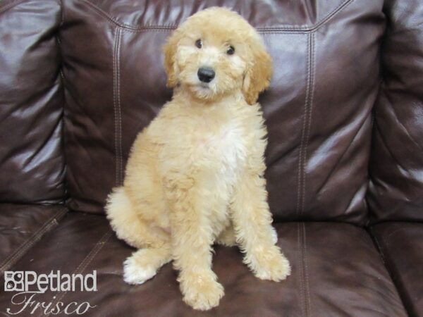 Standard Poodle DOG Female Cream 25838 Petland Frisco, Texas