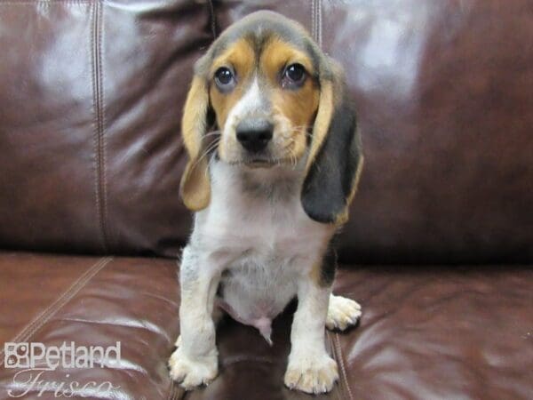 Beagle DOG Male Tri 25839 Petland Frisco, Texas