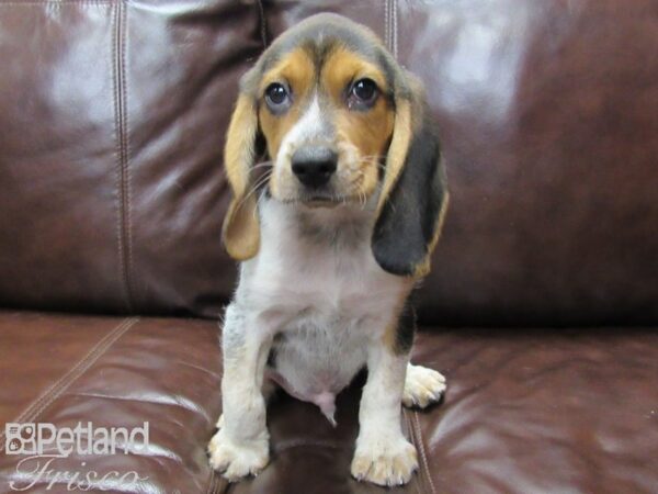Beagle-DOG-Male-Tri-25839-Petland Frisco & Mckinney, Texas