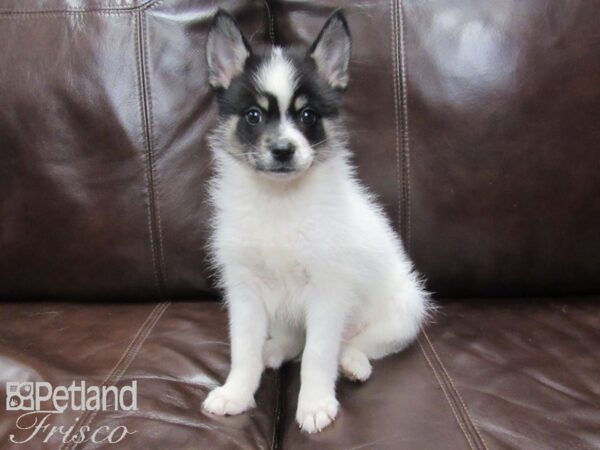 Pomsky DOG Male Tri 25840 Petland Frisco, Texas