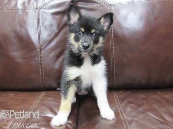 Pomsky-DOG-Female-Tri-25841-Petland Frisco, Texas